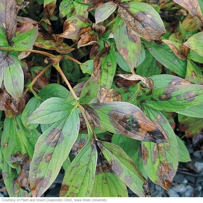 Peony leaf blotch Cladosporium chlorocephalum