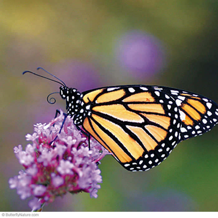 Bring in the butterflies!