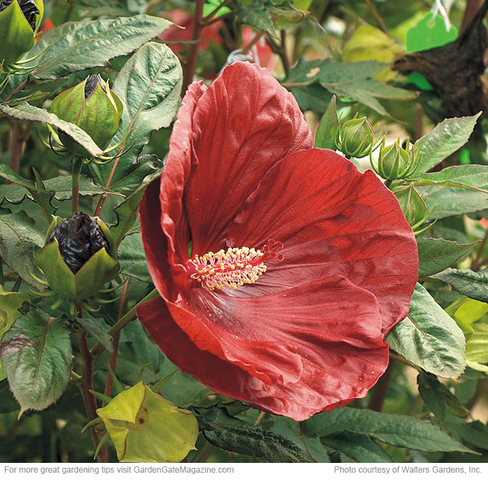 Summerific ‘Cranberry Crush’ hardy hibiscus Hibiscus moscheutos