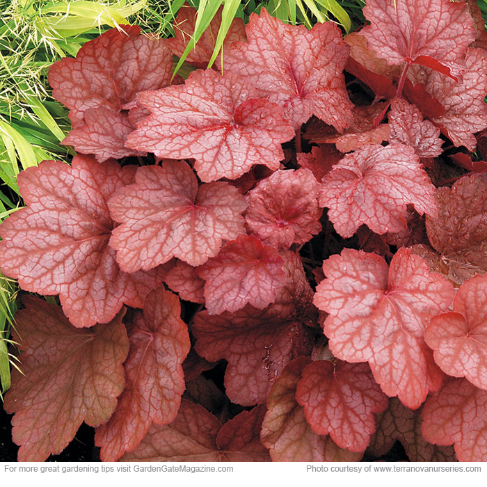‘Georgia Peach’ coral bells Heuchera hybrid