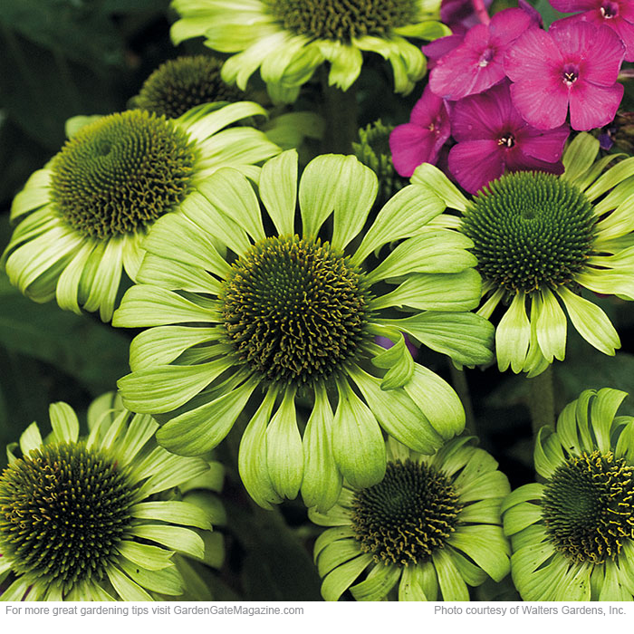 ‘Green Jewel’ coneflower  Echinacea hybrid