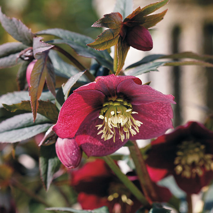 ‘Red Lady’  Helleborus x hybridus