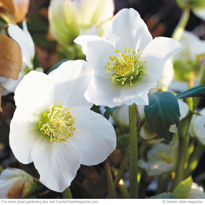 ’HGC Jacob’  Helleborus niger