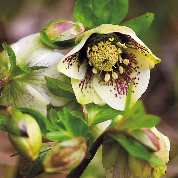 ‘White Lady Spotted’ Helleborus x hybridus