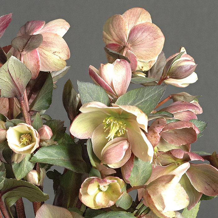 ‘Ivory Prince’  Helleborus hybrid