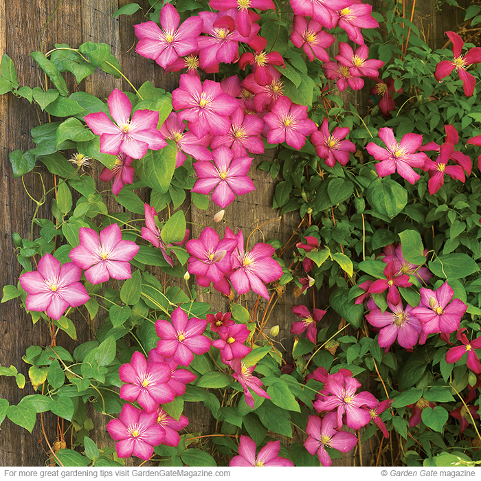 The best way to prune