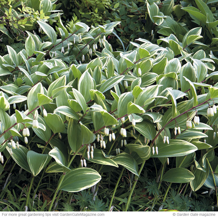 Variegated Solomon’s seal Polygonatum odoratum pluriflorum ‘Variegatum’