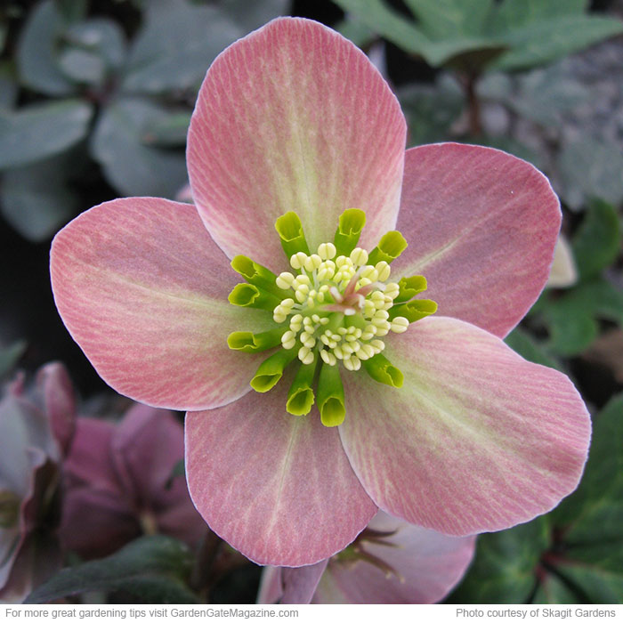 Gold Collection® Merlin hellebore (Helleborus ballardiae)