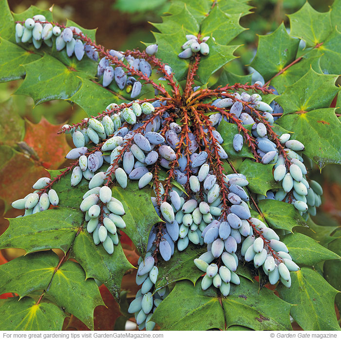 Oregon grape holly Mahonia aquifolium