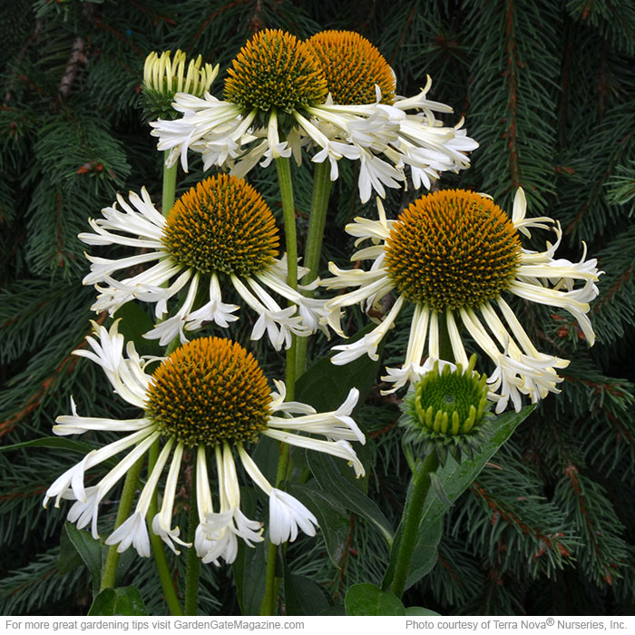 Carnival™ ‘Ferris Wheel’ coneflower  (Echinacea hybrid)