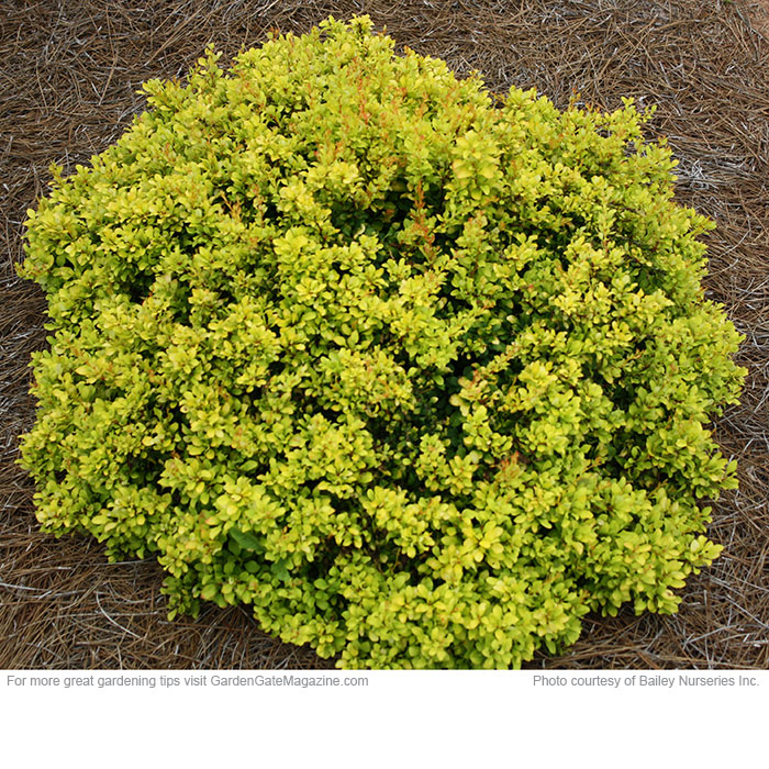 Daybreak™ barberry (Berberis thunbergii ‘Daybreak’)
