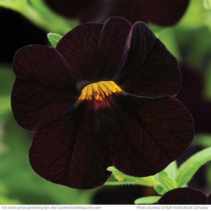 Can-Can™ Dark Purple calibrachoa  (Calibrachoa hybrid)