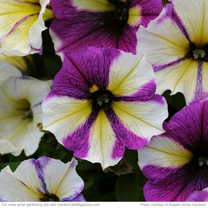 Blue A Fuse petunia (Petunia hybrid)