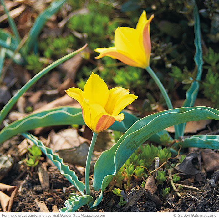 Kolpakowski’s tulip