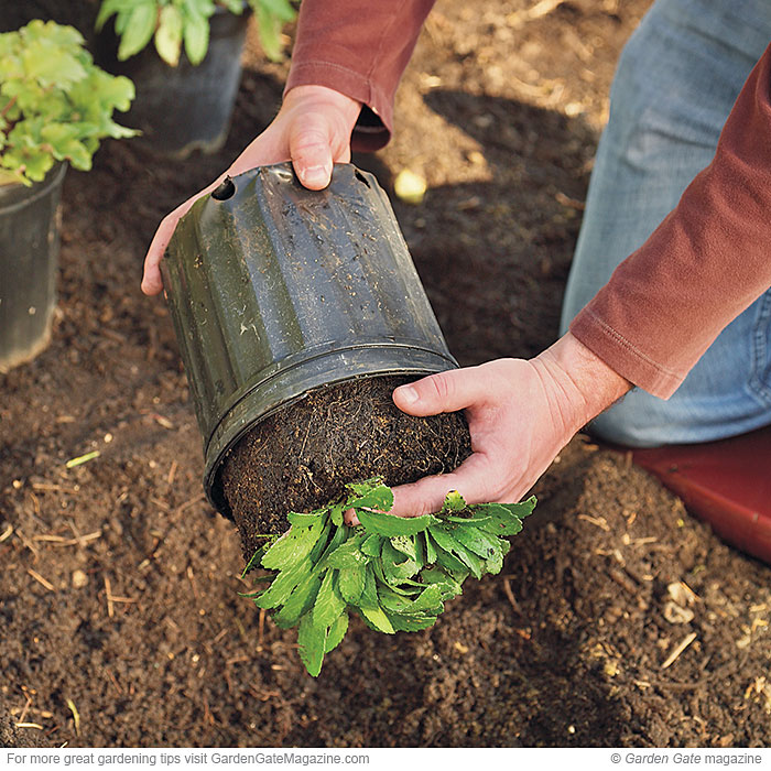 Carefully out of the pot