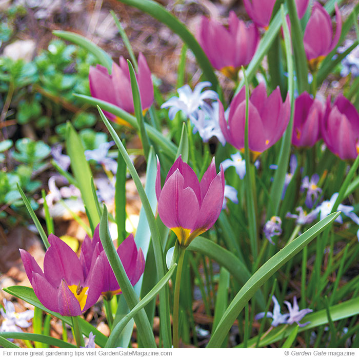Crocus tulip