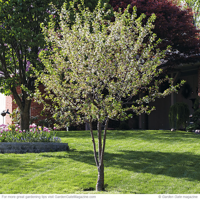 Fragrance and flavor in one tree!