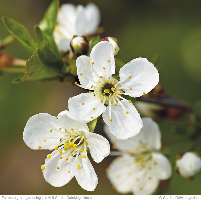 Bright bloomer