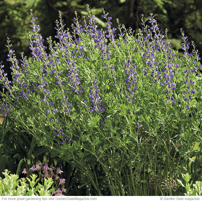 False indigo (Baptisia australis)