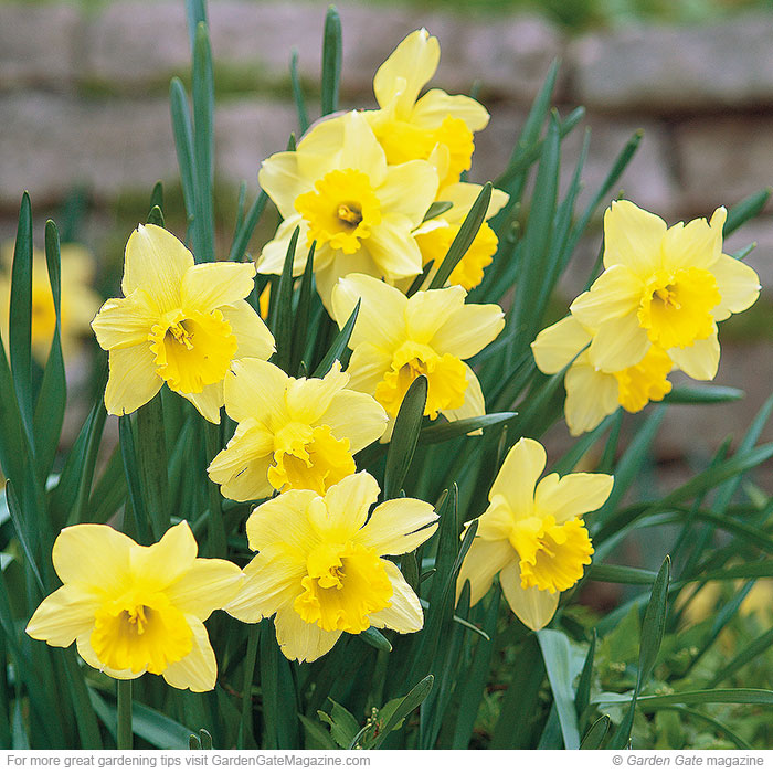 Daffodil (Narcissus spp. and hybrids)