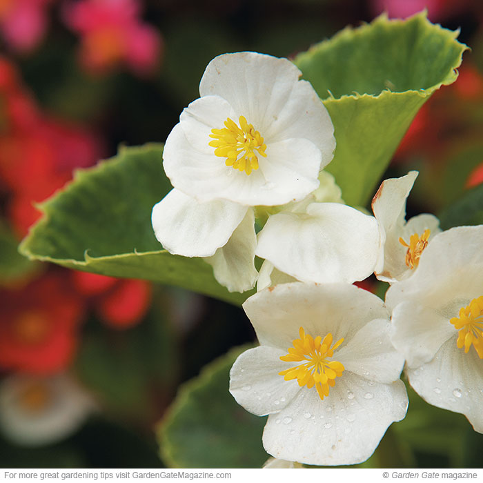 Wax begonia Begonia semperflorens