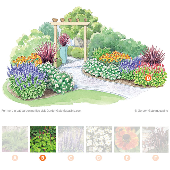 Persicaria
Persicaria amplexicaulis ‘Golden Arrow’
Type Perennial
Blooms  Dark red spikes midsummer to fall; gold to pale green foliage; not invasive
Light Full sun to part shade
Size 24 to 36 in. tall, 18 to 24 in. wide
Cold-hardy USDA zones 4 to 7
Heat-