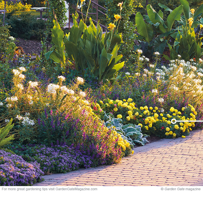 Easy African marigold
