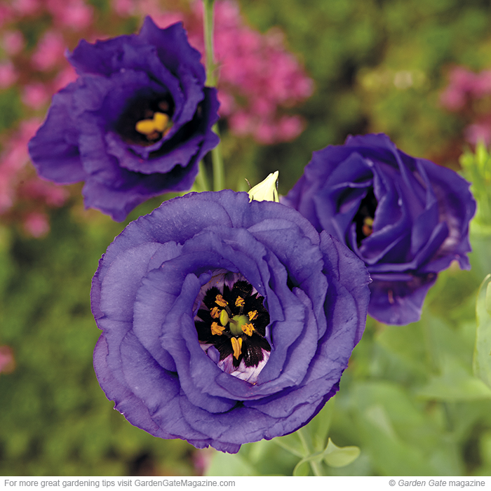 ABC 2 Purple lisianthus  Eustoma grandiflorum