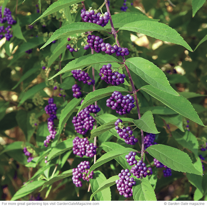 Beautyberry  Callicarpa dichotoma