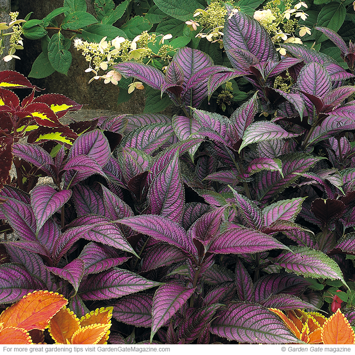 Persian shield Strobilanthes dyerianas