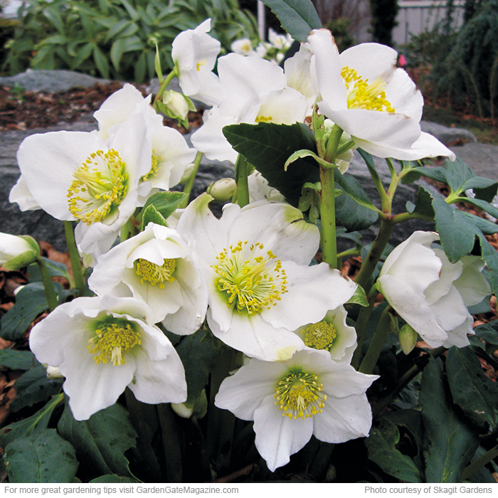‘HGC Josef Lemper’ hellebore Helleborus niger