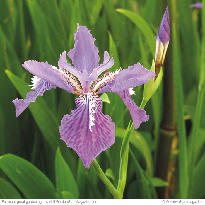 Japanese roof iris Iris tectorum