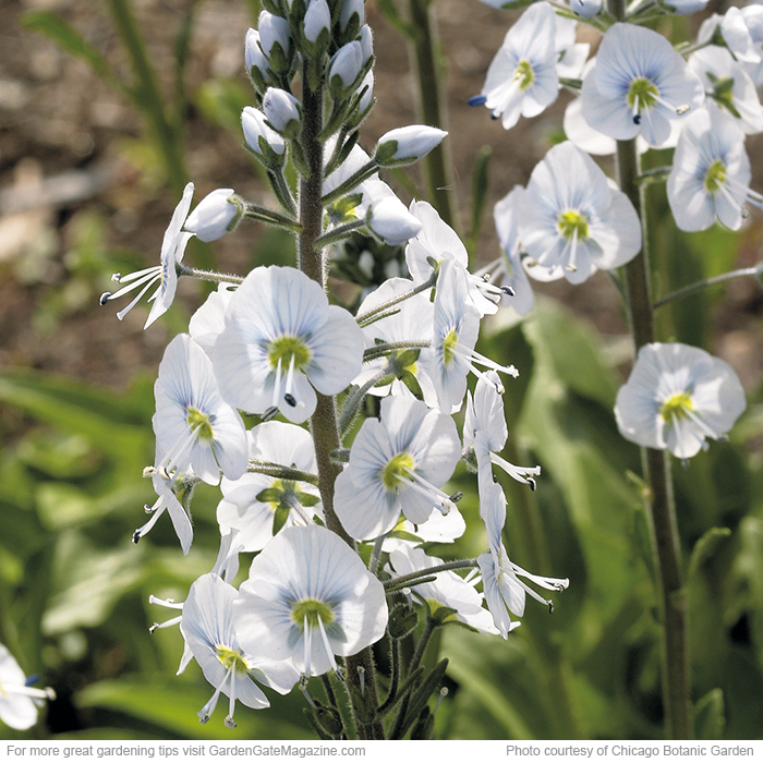 ‘Pallida’ veronica Veronica gentianoides