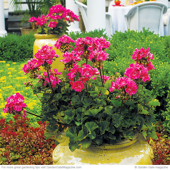 Geranium Pelargonium hybrids