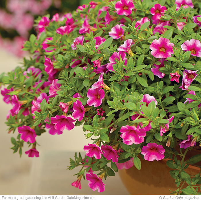 Calibrachoa Calibrachoa hybrids