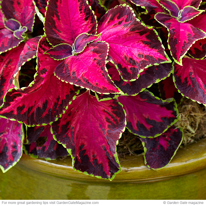 Coleus Solenostemon hybrids