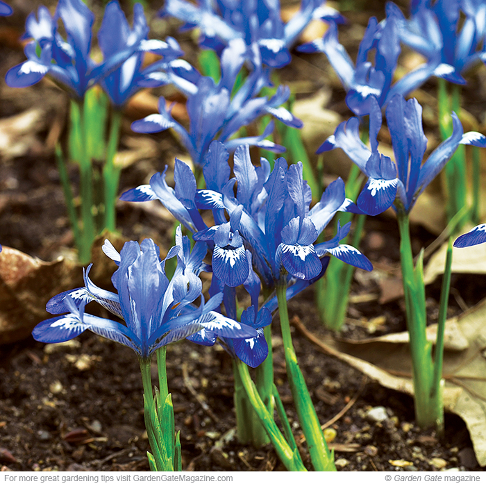 Spring Iris Spring-blooming flowers | Garden Gate