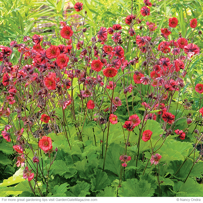 ‘Red Dragon’ geum Geum hybrids