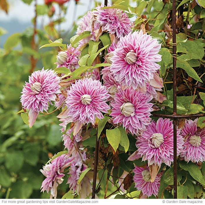 Josephine (‘Evijohill’) Clematis x durandii