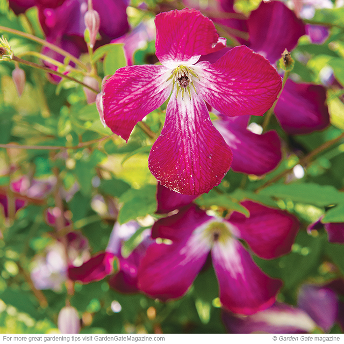 ‘Walenburg’ Clematis viticella
