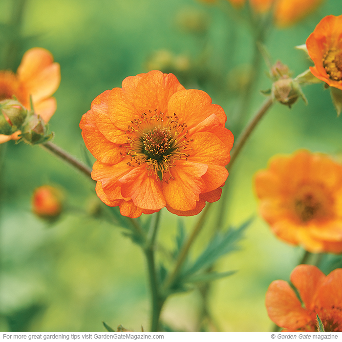 Totally Tangerine geum Geum hybrids