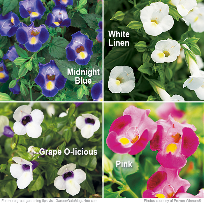Beautiful blooms