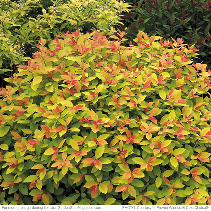 Double Play® Big Bang spirea Spiraea ‘Tracy’