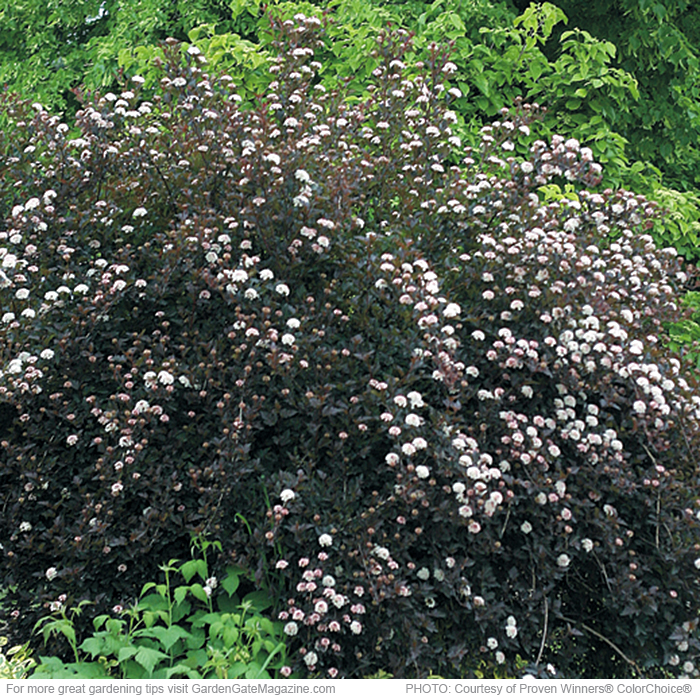 Tiny Wine® ninebark Physocarpus opulifolious ‘SMPOTW’