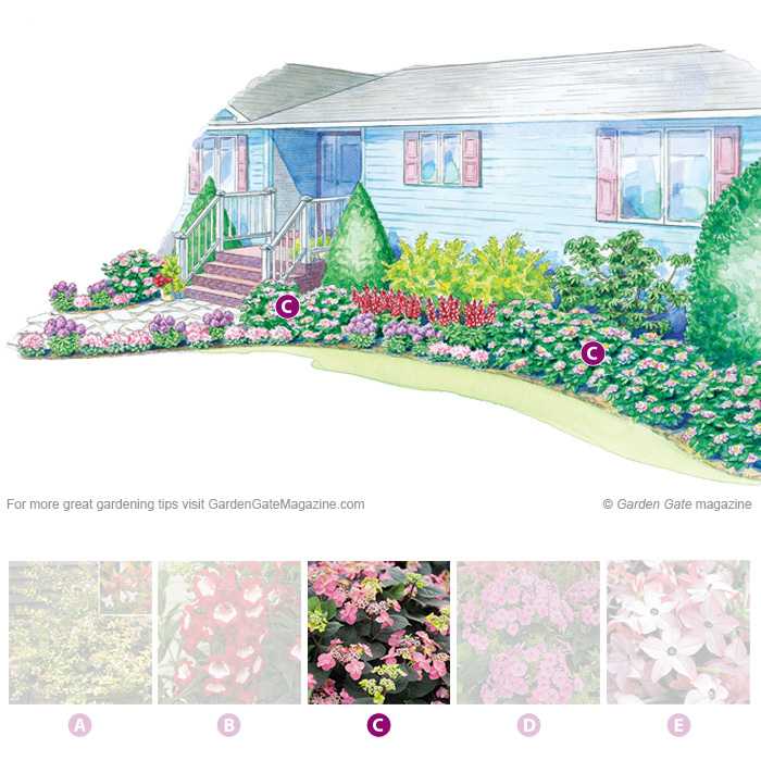 Tuff Stuff™ lacecap hydrangea
Hydrangea serrata ‘MAK20’
Type Shrub
Blooms  Pink or blue blooms, depending on soil pH, from summer to fall
Light Full sun to part shade
Size 2 to 3 ft. tall and wide
Cold-hardy USDA zones 5 to 9
Heat-tolerant AHS zones 9 to 