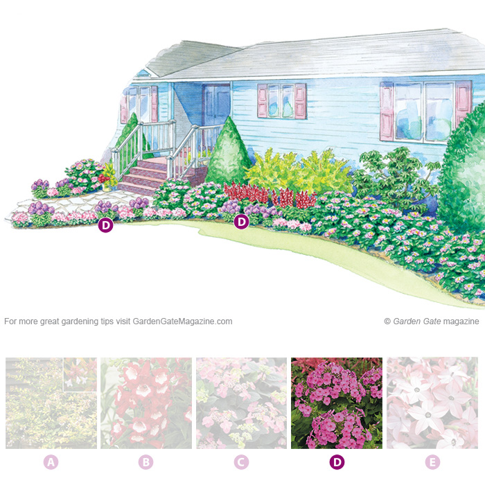 Flame® Purple garden phlox
Phlox paniculata ‘Barfourteen’
Type Perennial
Blooms Purple flowers in summer
Light Full sun to part shade
Size 12 to 18 in. tall, 12 to 14 in. wide
Cold-hardy USDA zones 4 to 8
Heat-tolerant AHS zones 8 to 1