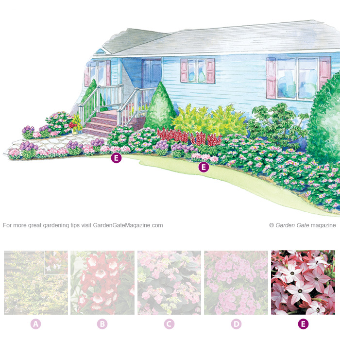 Flowering tobacco
Nicotiana Avalon Bright Pink
Type Tender perennial
Blooms  Pale pink flowers from spring to fall
Light Full sun to part shade
Size 6 to 12 in. tall, 9 to 12 in. wide
Cold-hardy USDA zones 10 to 11
Heat-tolerant AHS zones 12 to 1