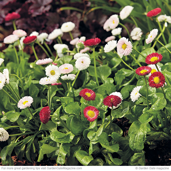 Bellissima English daisy Bellis perennis