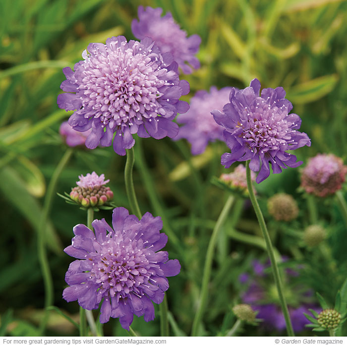 Pincushion flower Scabiosa spp. and hybrids