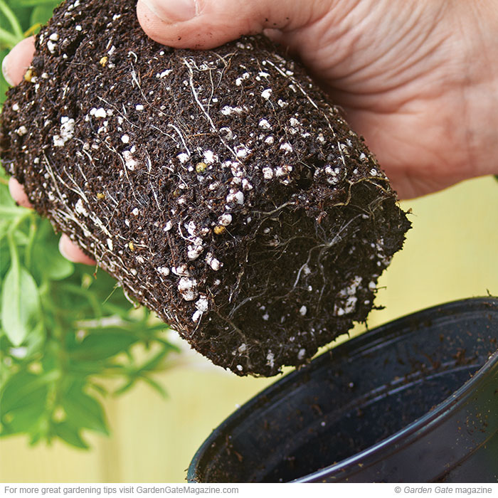 Buy the healthiest plants